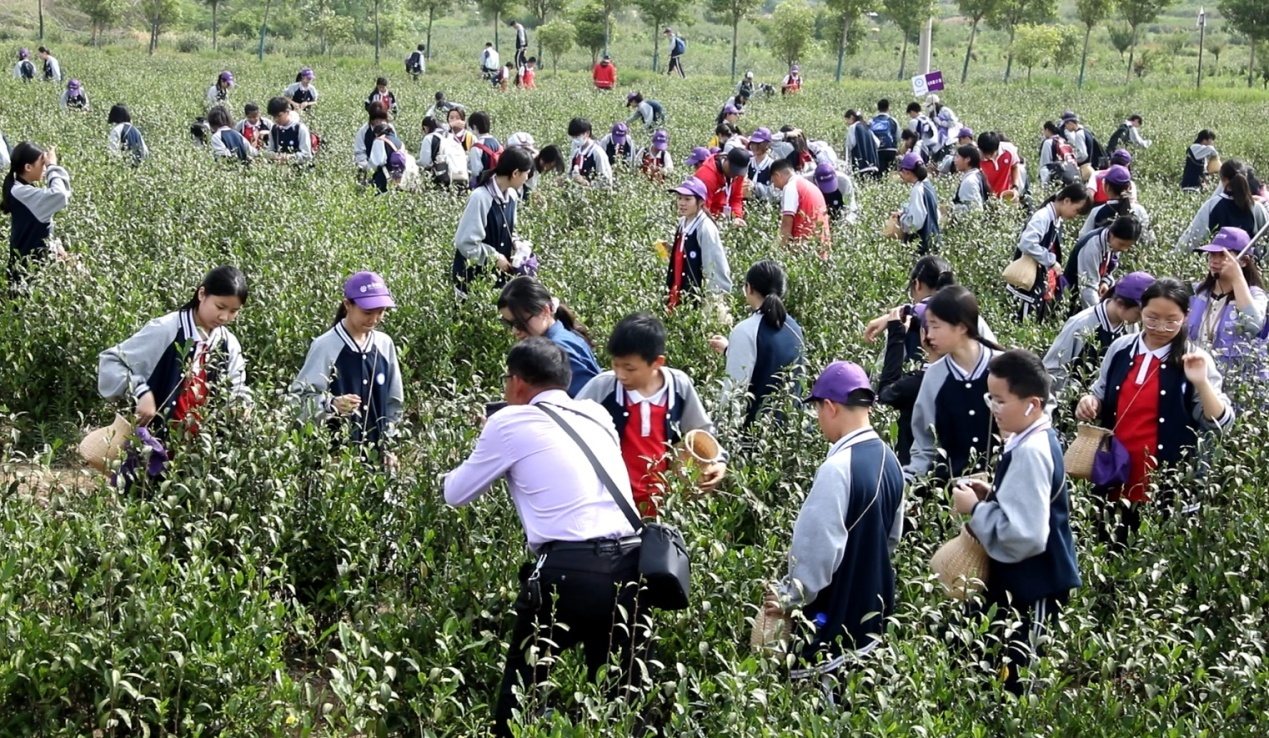学生茶园研学