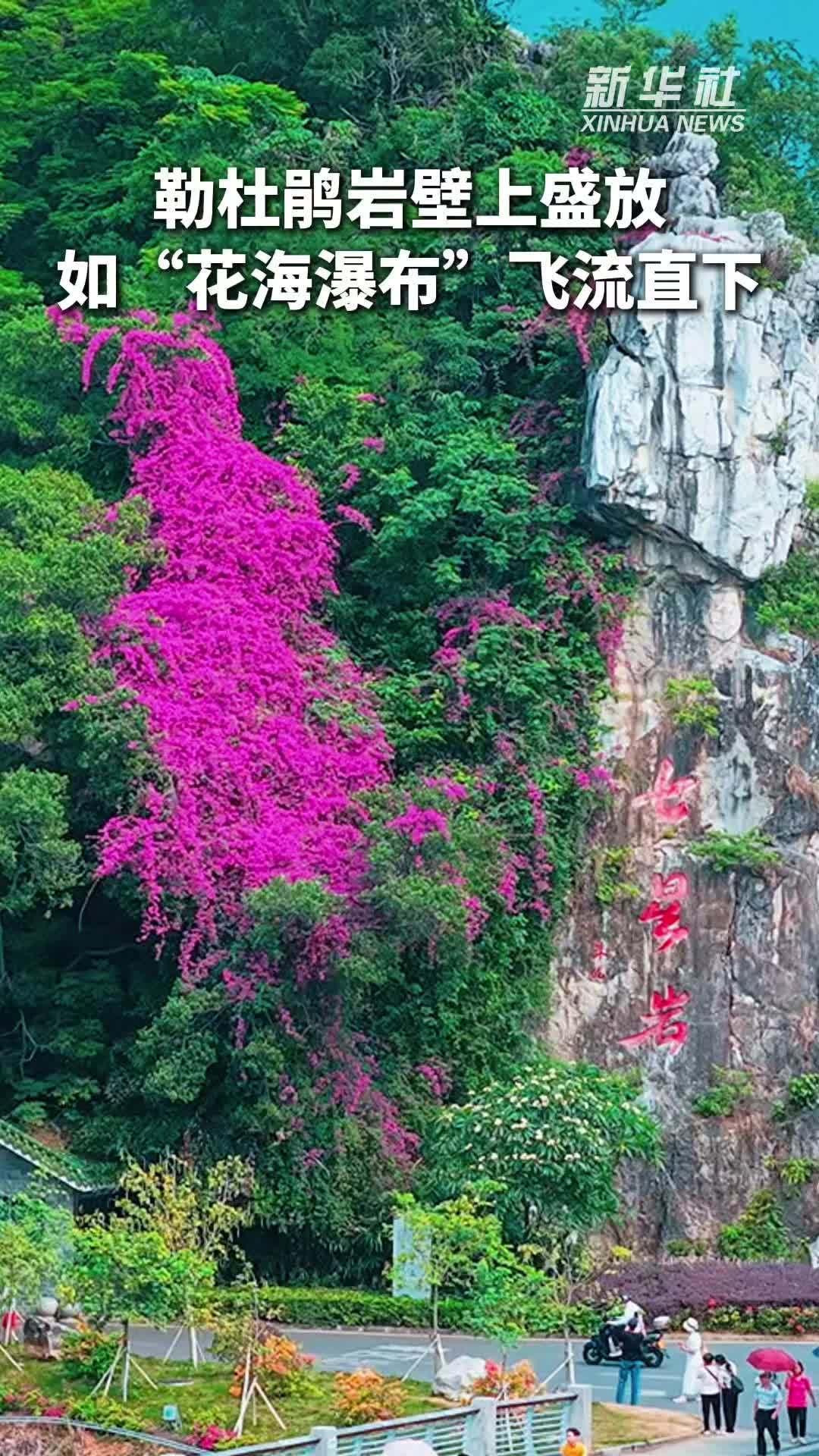 秀我中国｜勒杜鹃在岩壁上盛放 如“花海瀑布”飞流直下