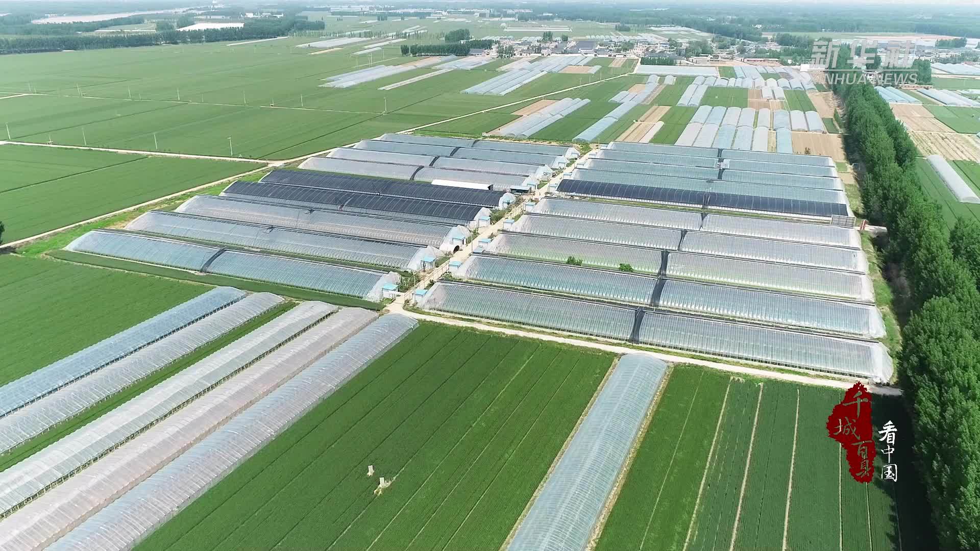 千城百县看中国｜山东东阿：樱桃满枝田园乐