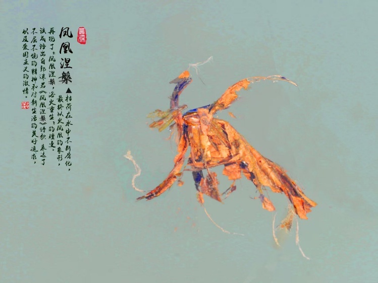 枯荷作品《凤凰涅槃》