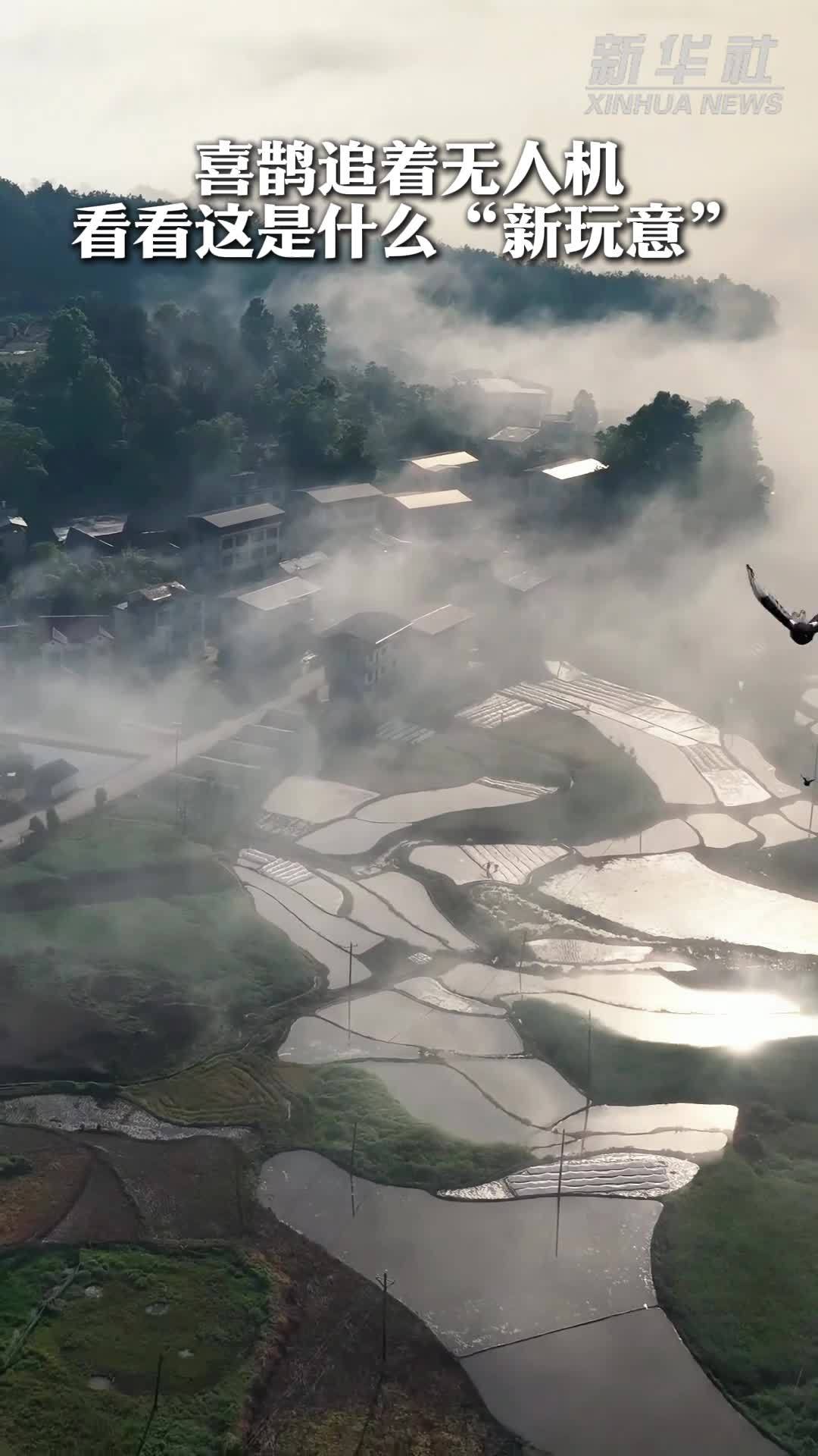 喜鹊追着无人机：看看这是什么“新玩意”