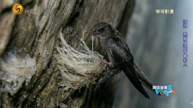 在肇庆怀集燕岩，有一座会“呼吸”的穿山溶洞，近百万金丝燕来这里筑窝