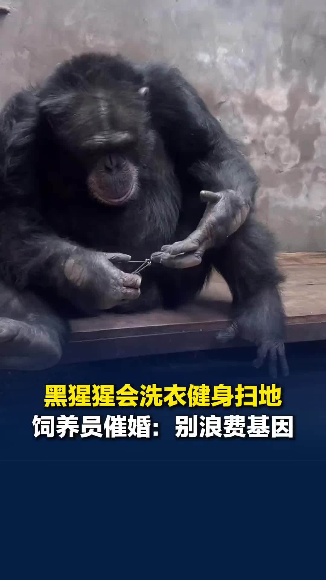 24岁黑猩猩会洗衣健身剪指甲，饲养员催婚：好基因别浪费