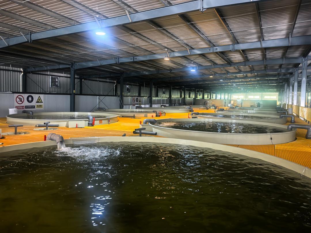 由青岛鲜达与台儿庄良安农发集团在台儿庄区邳庄镇联合投资建设的良安鲜达工厂化循环水养殖基地。