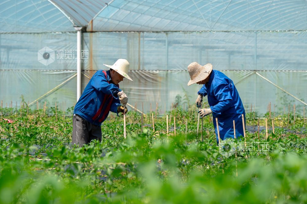 江西萍乡：“订单辣椒”种植忙（图）