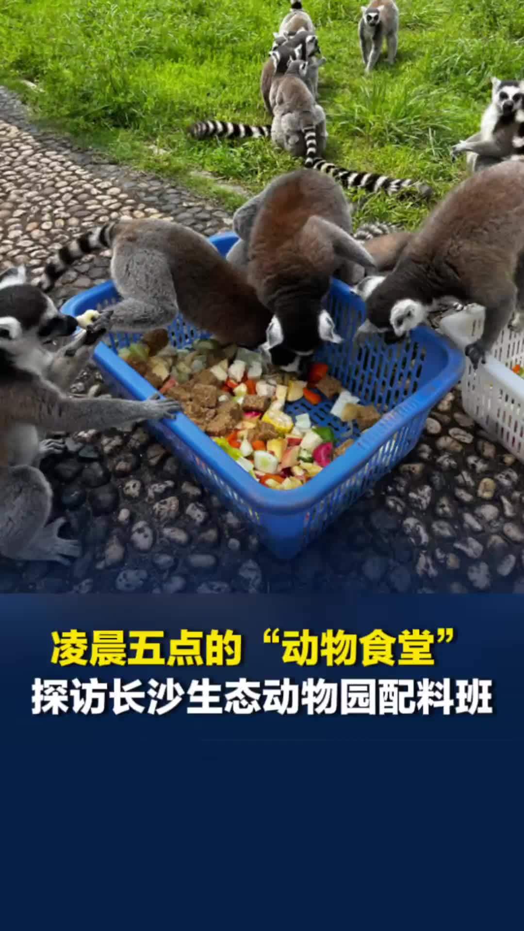 凌晨五点的“动物食堂”，探访长沙生态动物园配料班，他们每天为3000余只动物备餐