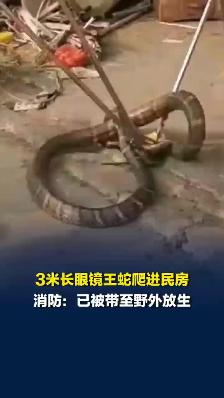 眼镜王蛇爬向民房两幼童就站门前，3米长眼镜王蛇试图攻击路过摩托车