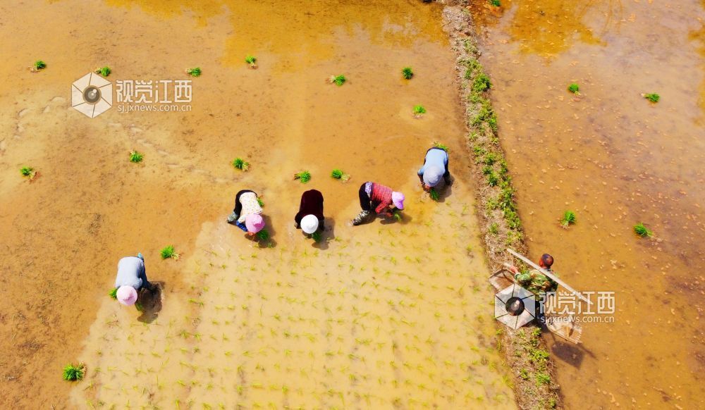 江西新余:早稻插秧正当时(图)