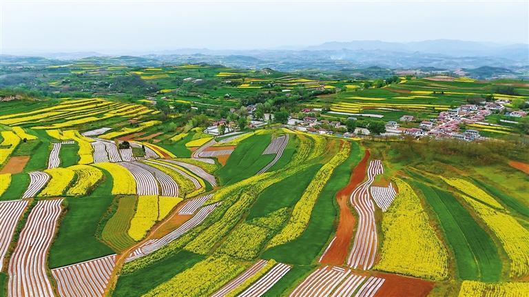 暮春时节，礼县宽川镇万亩梯田进入最佳观赏期。漫山遍野的油菜花次第绽放，与碧绿的麦苗、覆盖白色地膜的农田交织，在起伏的山峦间勾勒出层次分明的壮美大地纹理。本报通讯员　徐瑞　摄