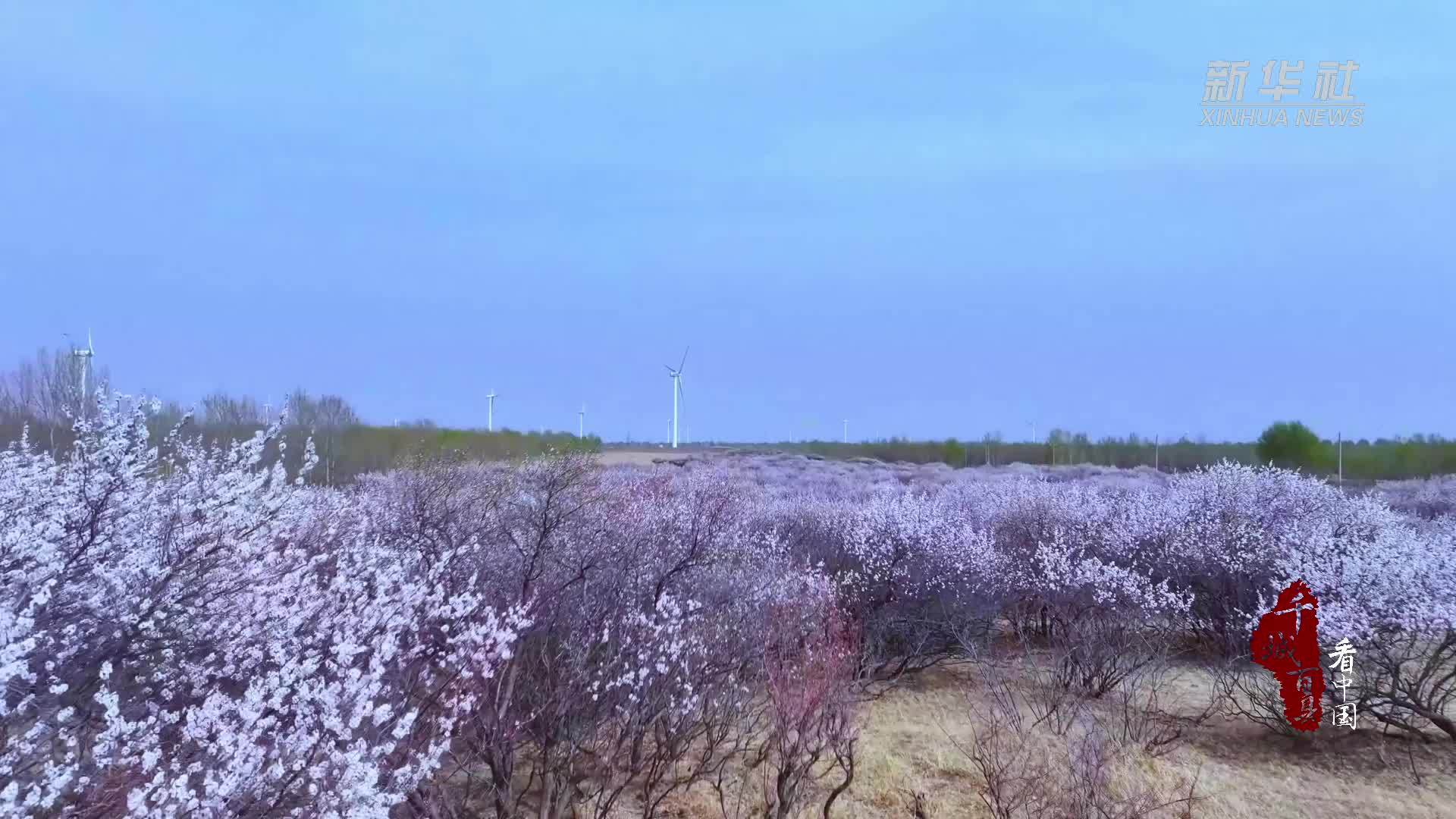 千城百县看中国·赏花季｜内蒙古开鲁：春醒杏林漫谷香