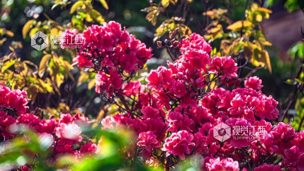 4月26日在江西省吉安市新干县七琴镇燥石景区拍摄的画面。