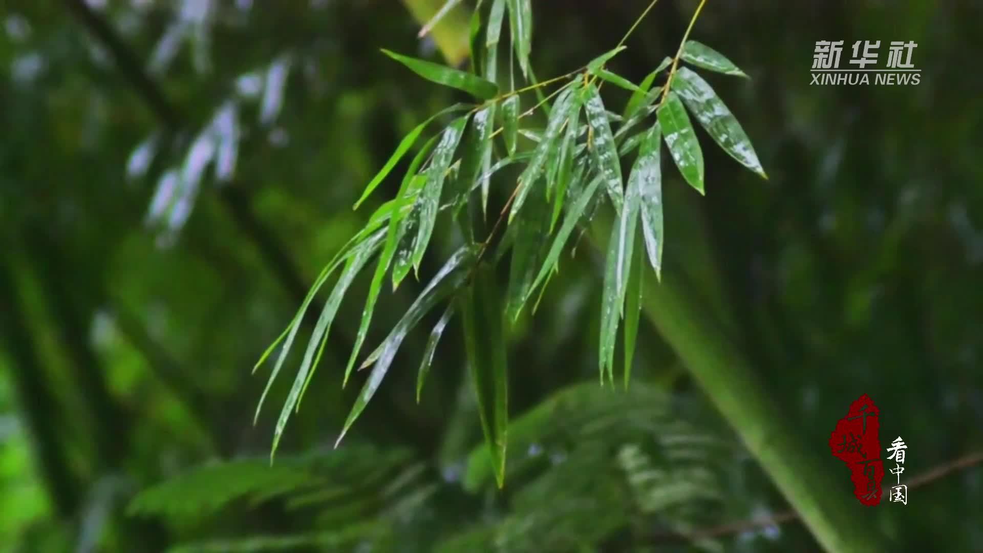 千城百县看中国｜福建长泰：竹海春鲜