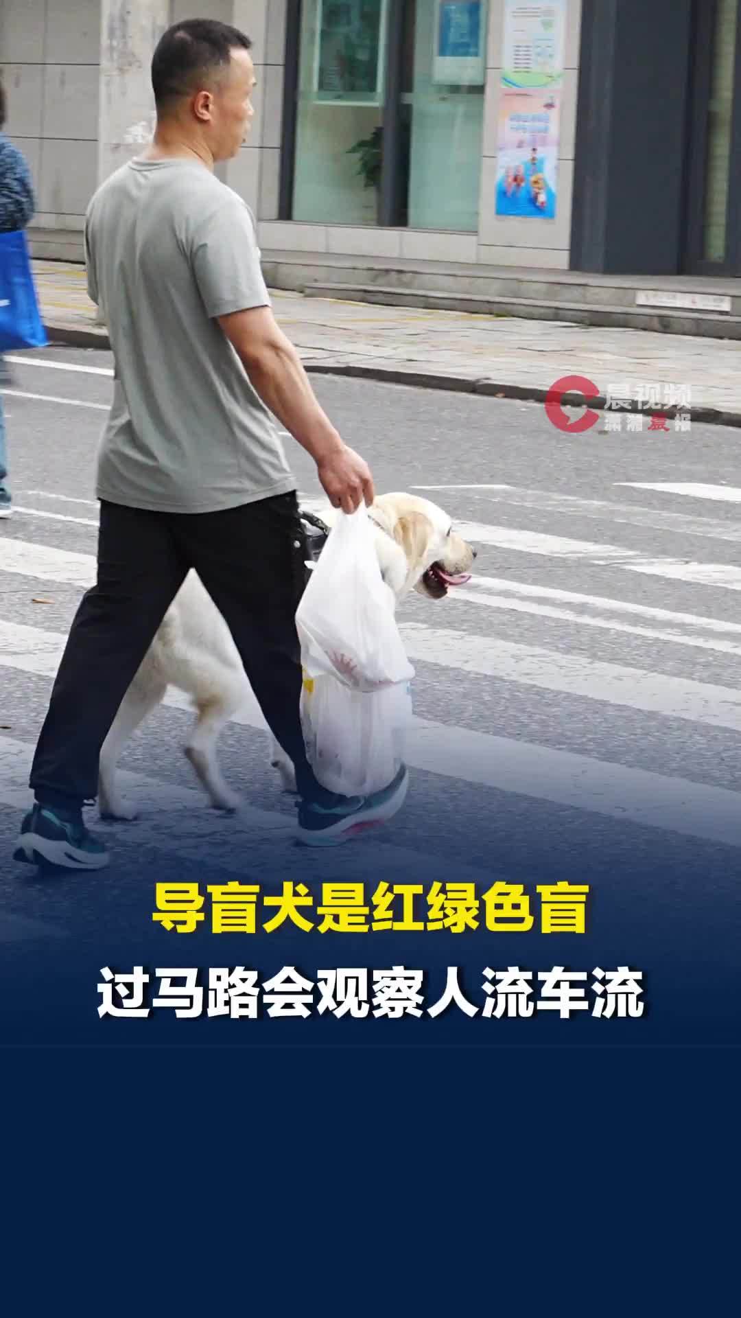 黑暗里，有位劳动者叫导盲犬①导盲犬是红绿色盲，无法辨认红绿灯，过马路会观察人流车