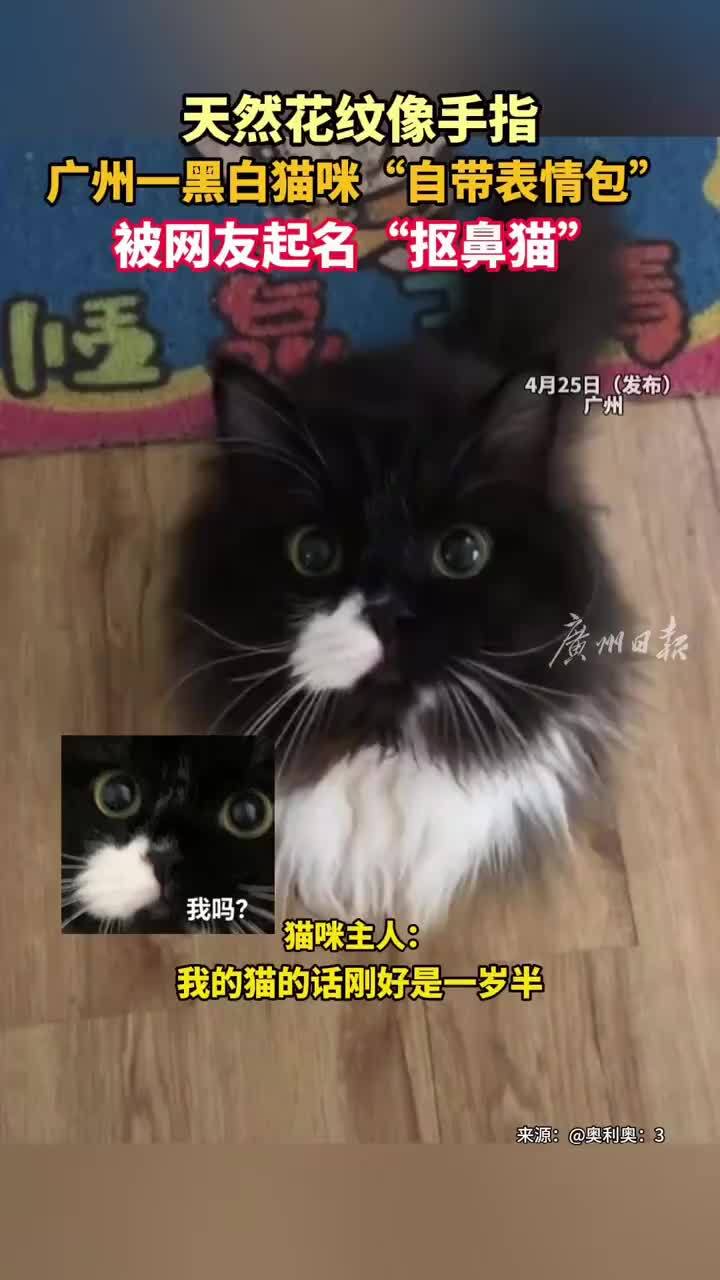 猫咪自带表情包被网友赐名抠鼻猫