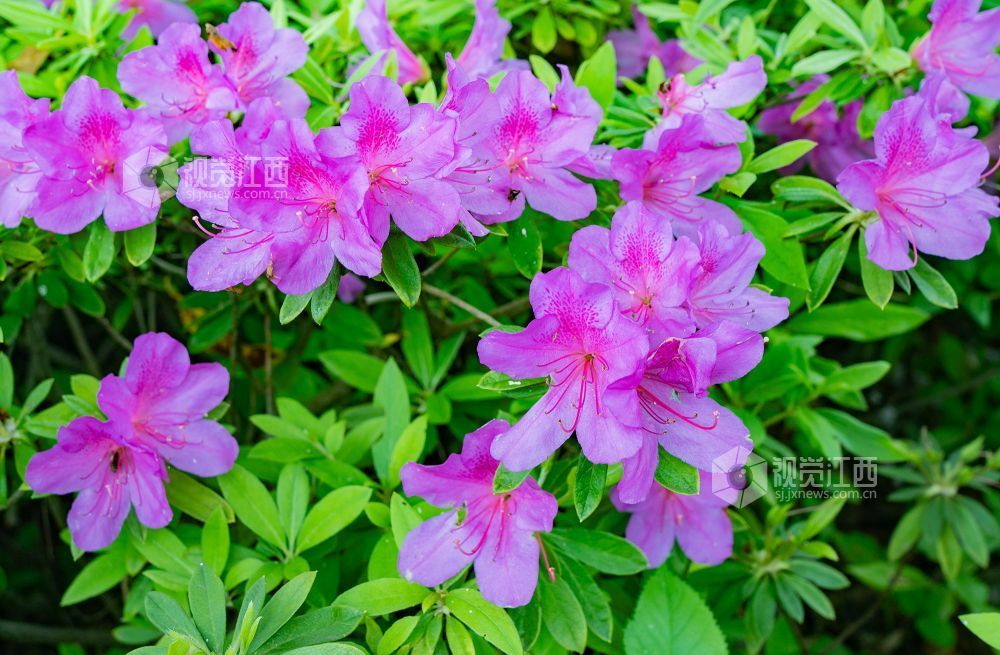 江西金溪:人间芳菲四月天(图)