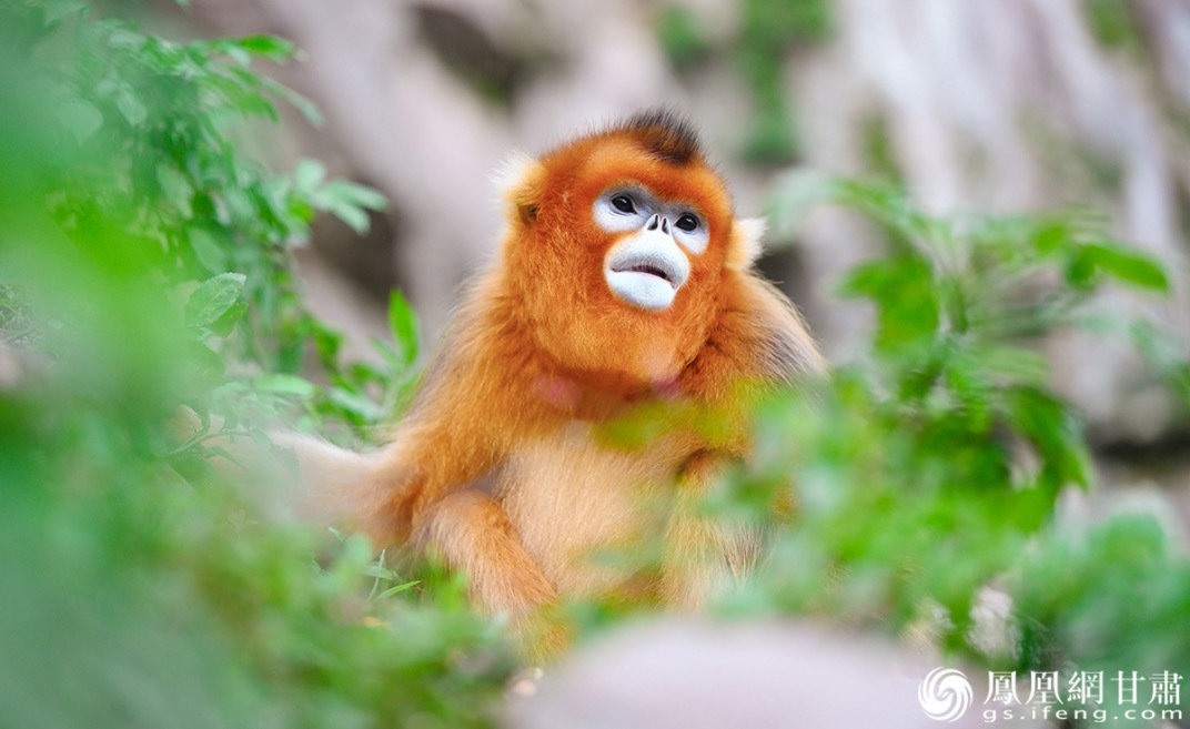 生活在陇南的川金丝猴性格温顺，萌态十足惹人爱。杨艺锴　摄