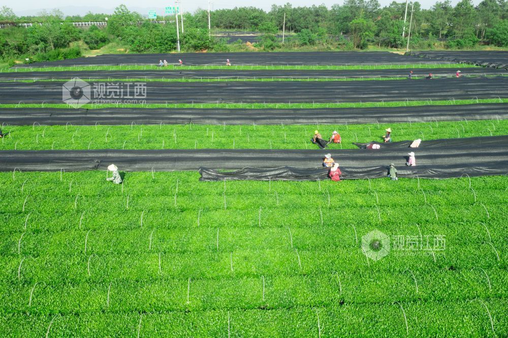 4月26日，江西省吉安市泰和县泰和垦殖场生态茶园绿意盎然，茶农们正忙着为茶树铺设遮阳网，为茶树撑起“遮阳伞”。