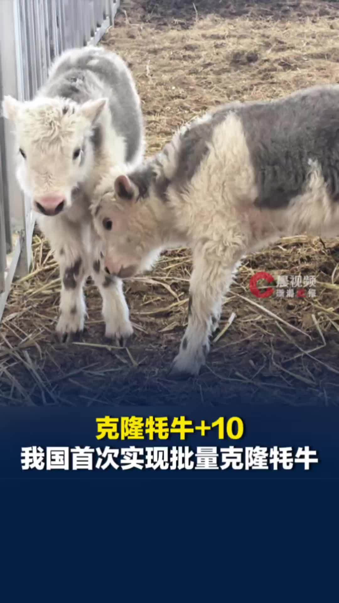 克隆牦牛+10！我国首次实现批量克隆10头牦牛