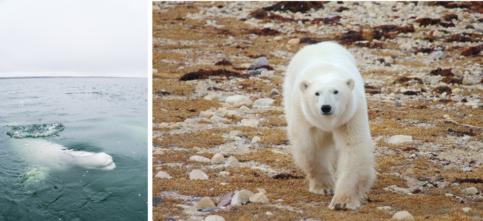 为比赛而来，为真实而留｜加拿大西海岸绮境旅程