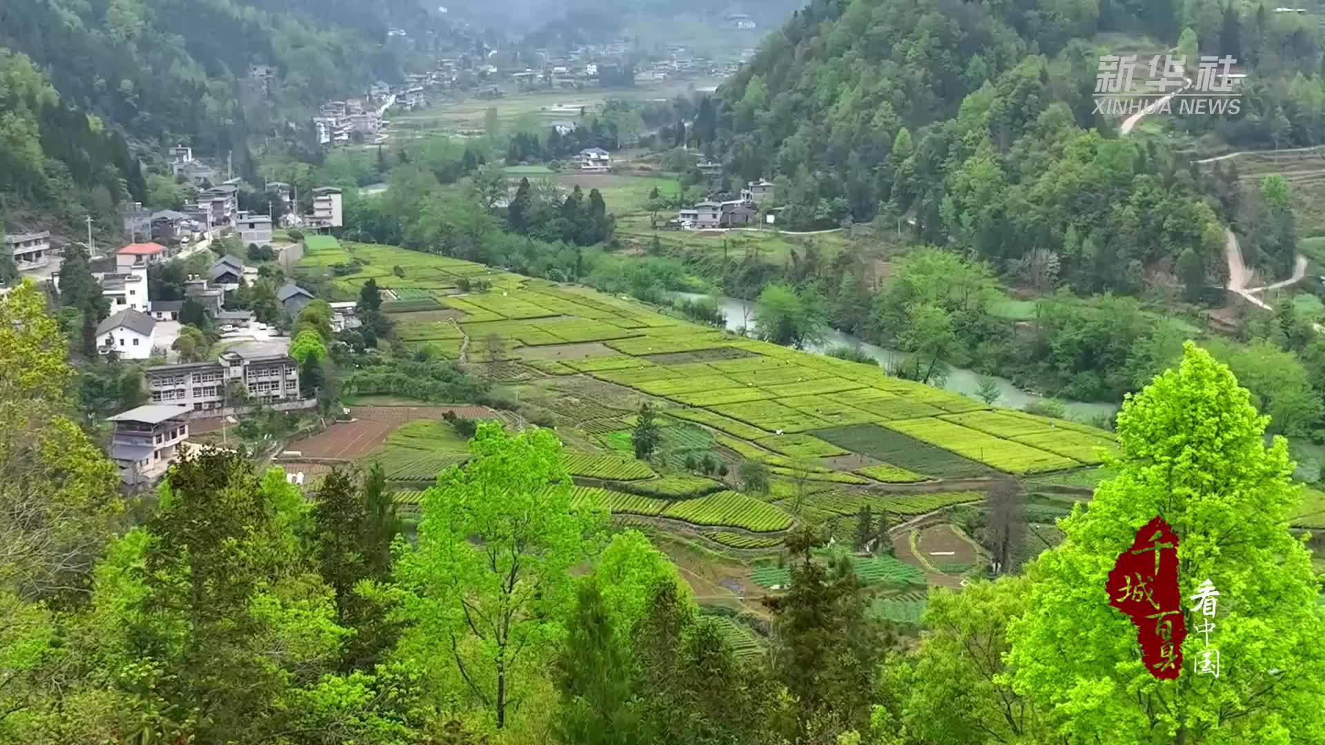 千城百县看中国｜湖北咸丰：茶香引来“燕归巢”