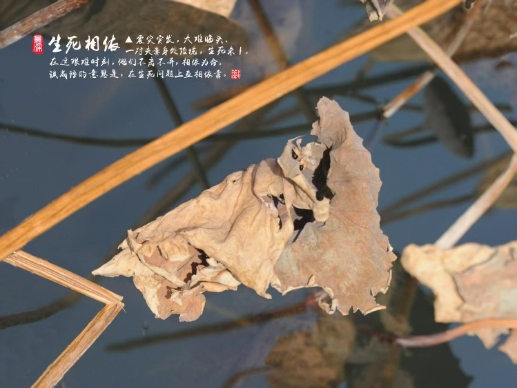 枯荷作品《生死相依》