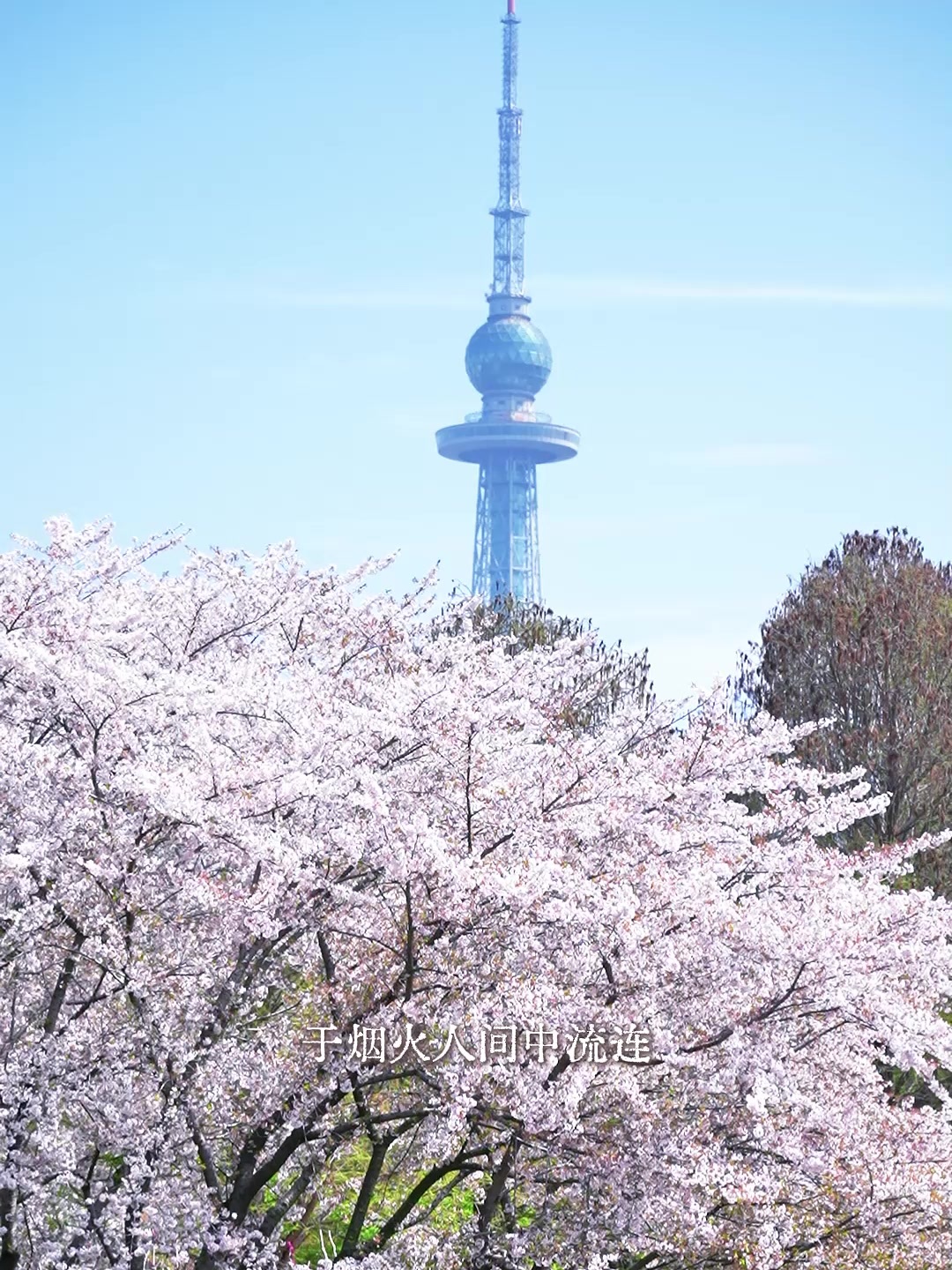 凤凰视频|画轴轻展，花海市南。这一卷春天，为你而开！