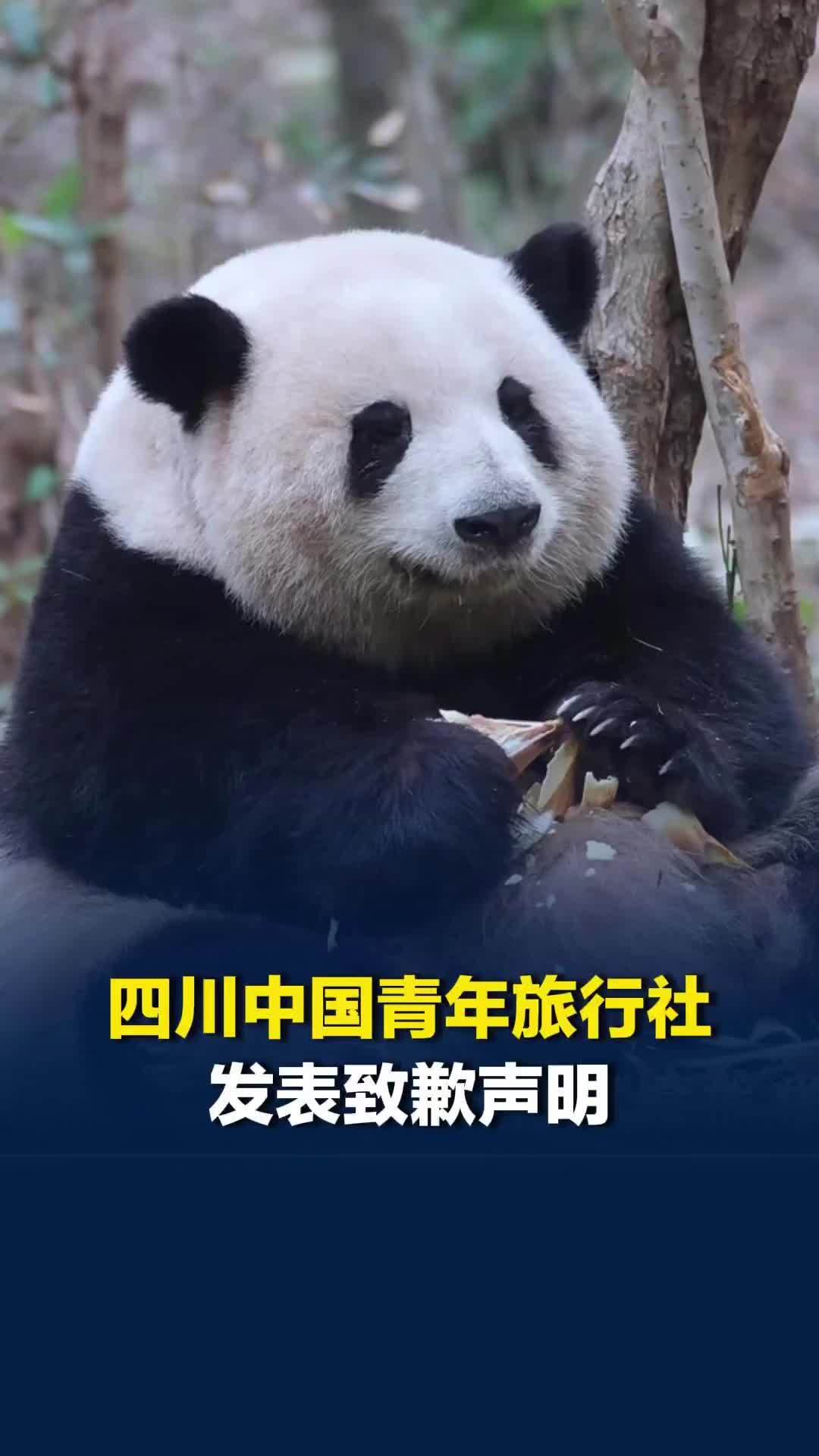 导游称大熊猫“花花”是残疾，四川中国青年旅行社发布致歉声明：非我司导游，系外聘