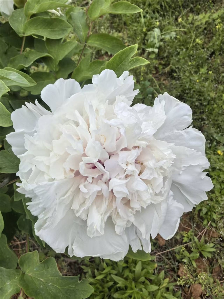 香玉牡丹