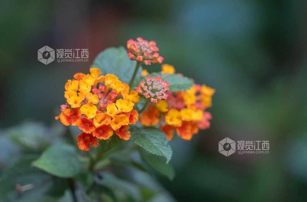 江西金溪:人间芳菲四月天(图)