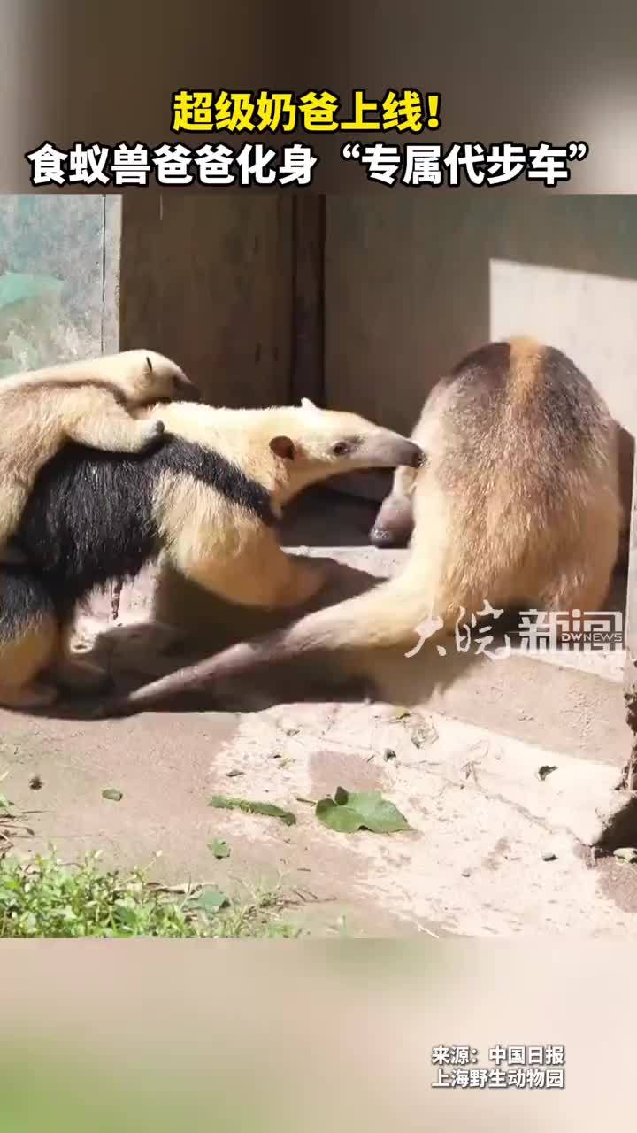 超级奶爸上线！食蚁兽爸爸化身“专属代步车”
