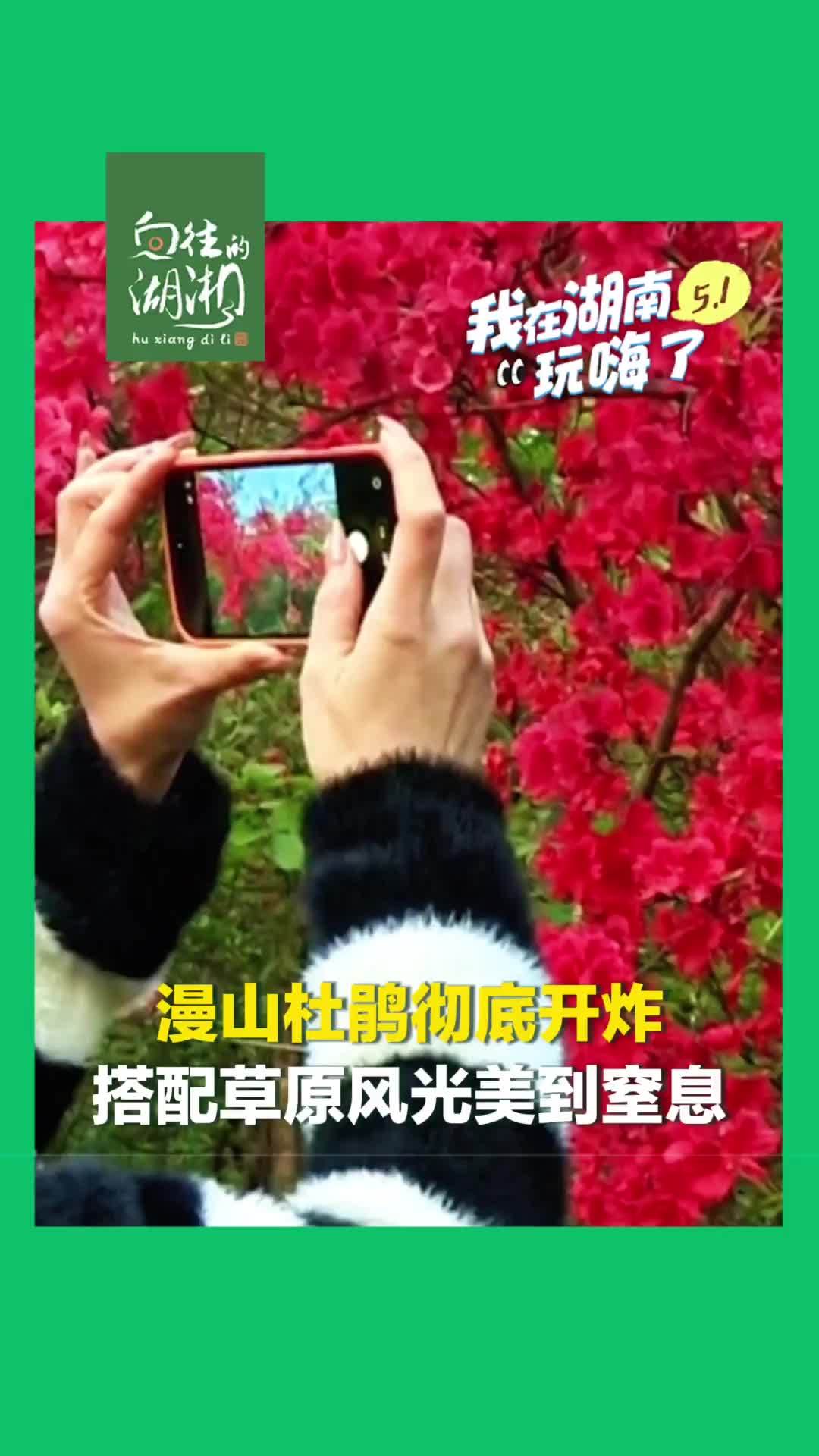 五一私藏宝藏地——新宁县瑶族乡黄金乡，海拔1200米的高山牧场和山谷间杜鹃绽放
