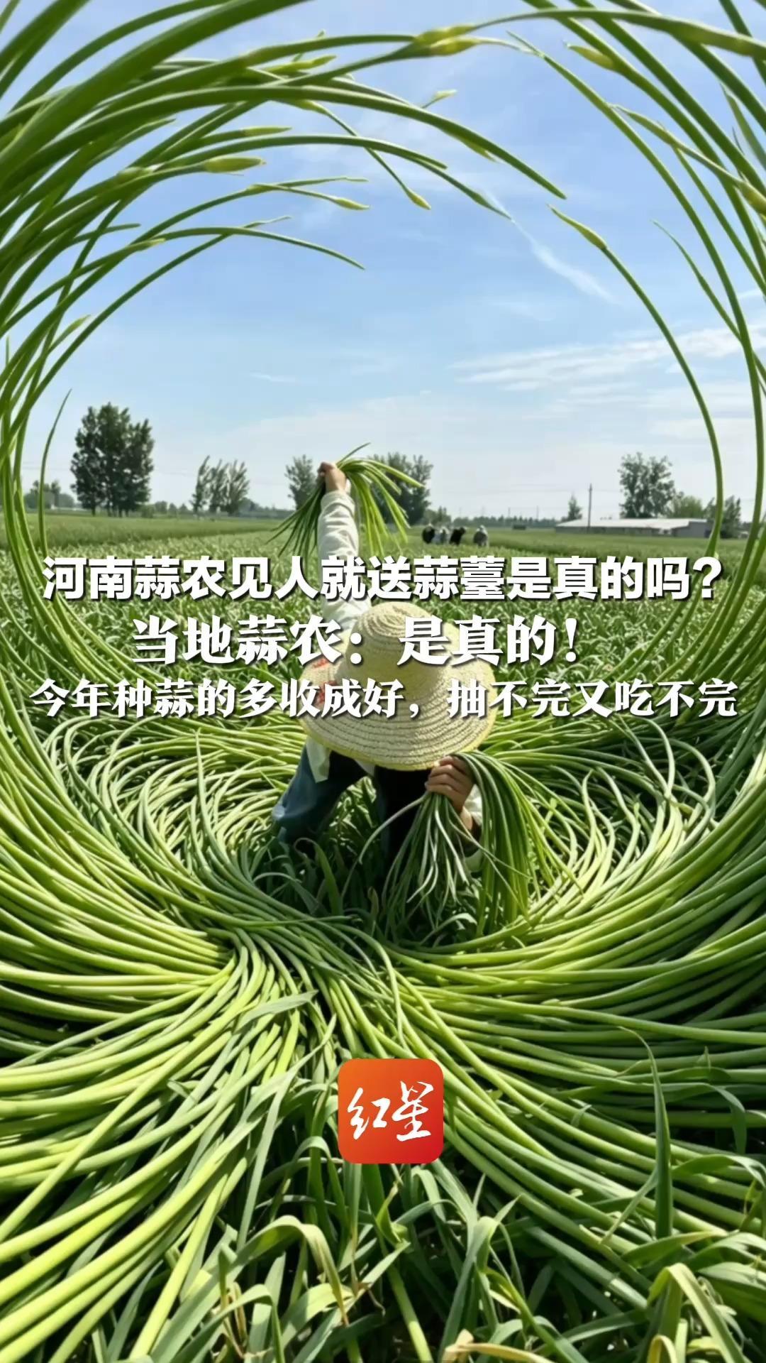 河南蒜农见人就送蒜薹是真的吗？当地蒜农：是真的！蒜薹不抽蒜长不大 今年种蒜的多收成好，抽不完又吃不完