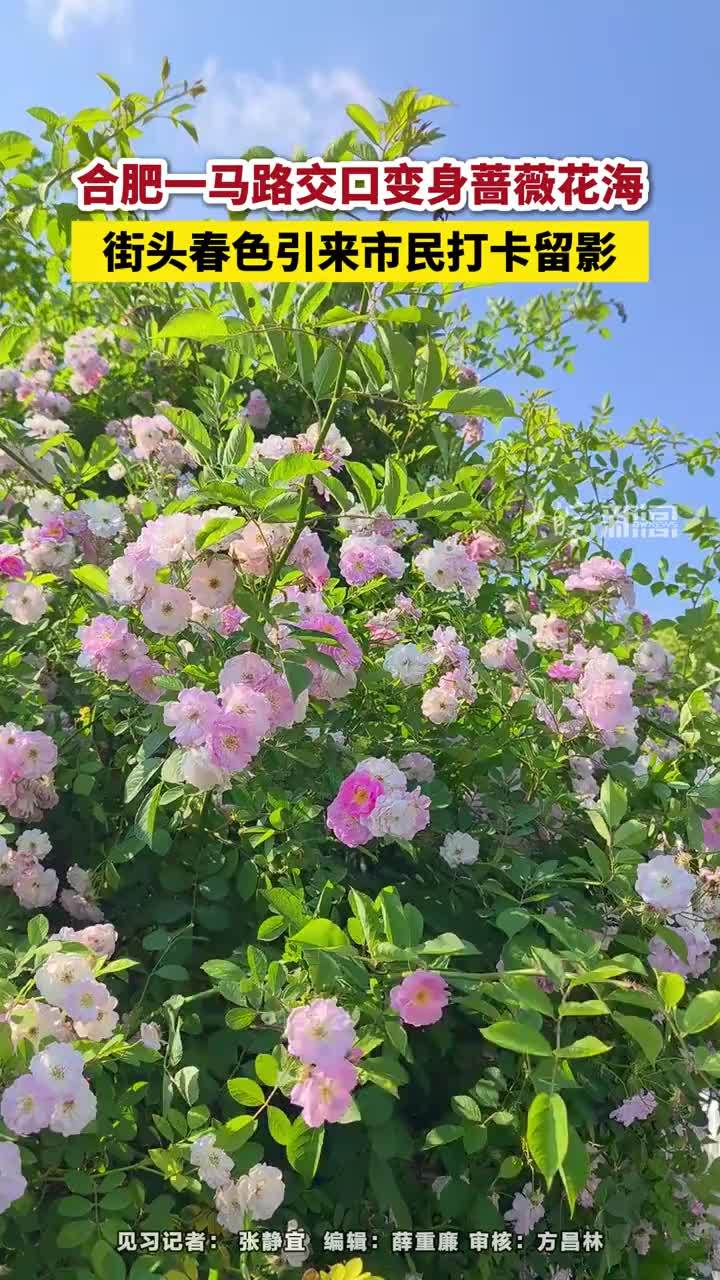合肥一马路交口变身蔷薇花海，街头春色引来市民打卡留影#合肥本地 #蔷薇花 大皖新闻讯 “这绝对是我在合肥见过最惊艳的蔷薇花了！”近日，合肥正阳东路与南二环路交叉口，一片粉色花海走红网络。4月30日下午