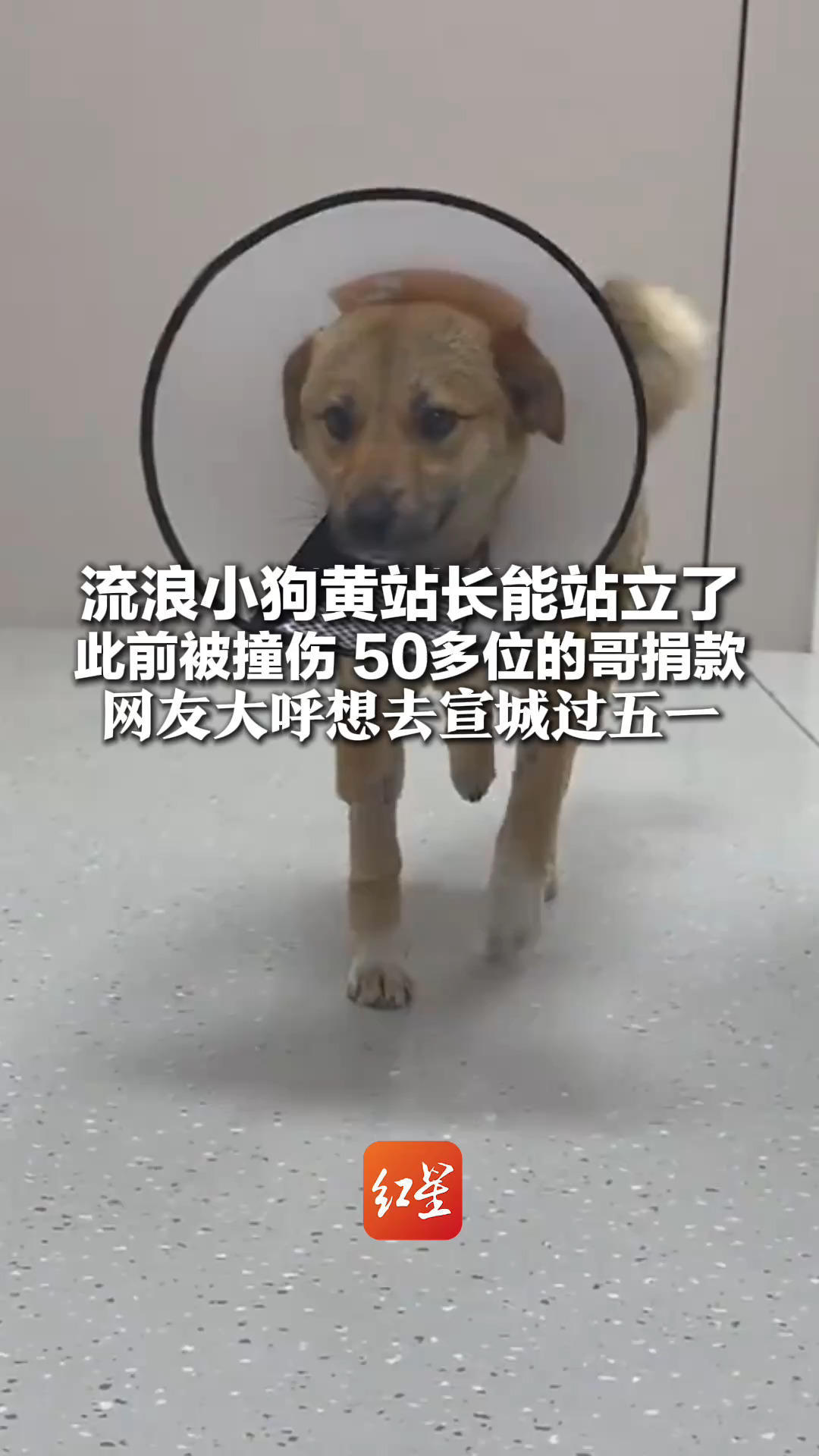 爱心就是最好的文旅宣传片！流浪小狗黄站长能站立了 此前被撞爬进绿化带等待死亡 50多位的哥捐款 网友大呼想去宣城过五一