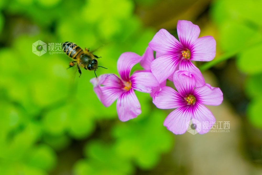江西金溪:人间芳菲四月天(图)