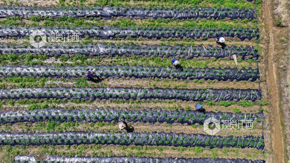江西萍乡：“订单辣椒”种植忙（图）