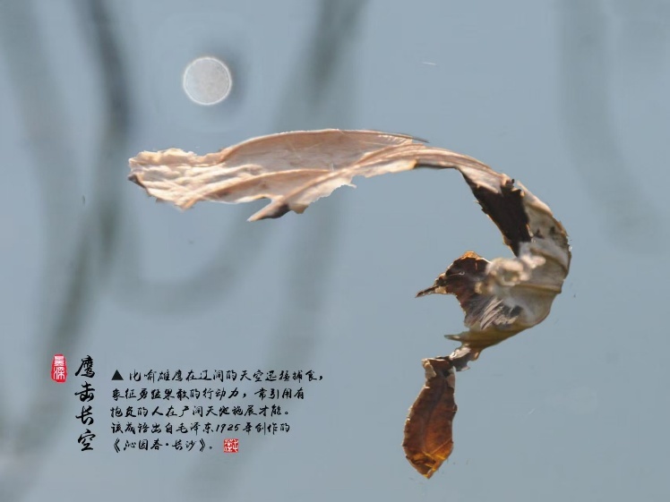 枯荷作品《鹰击长空》