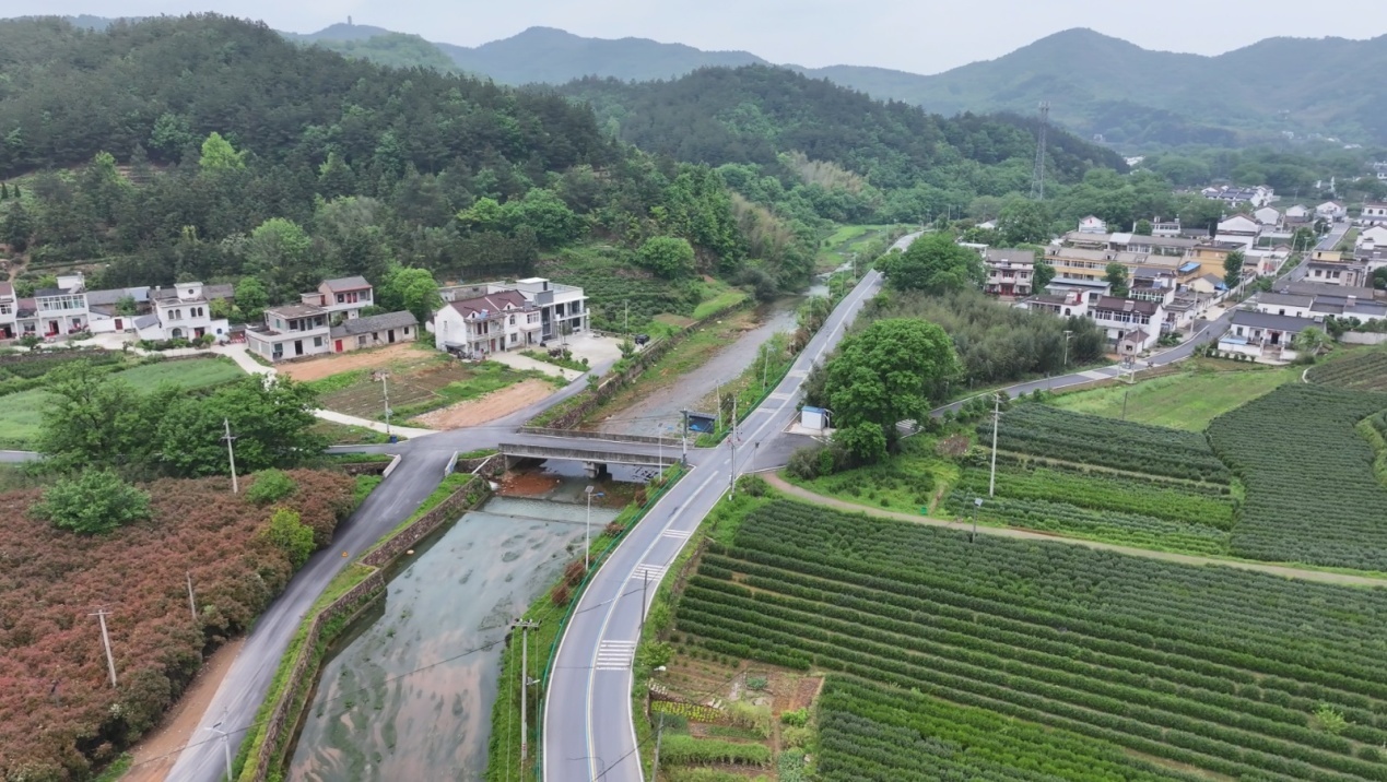 鸟瞰三冲村村居与茶园构成一道美丽的风景线