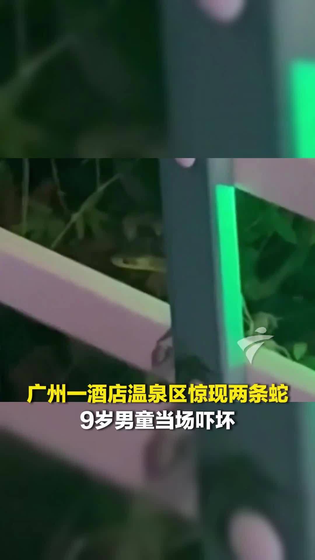 惊魂一刻！广州一酒店温泉区惊现两条蛇，9岁男童当场吓坏，酒店回应