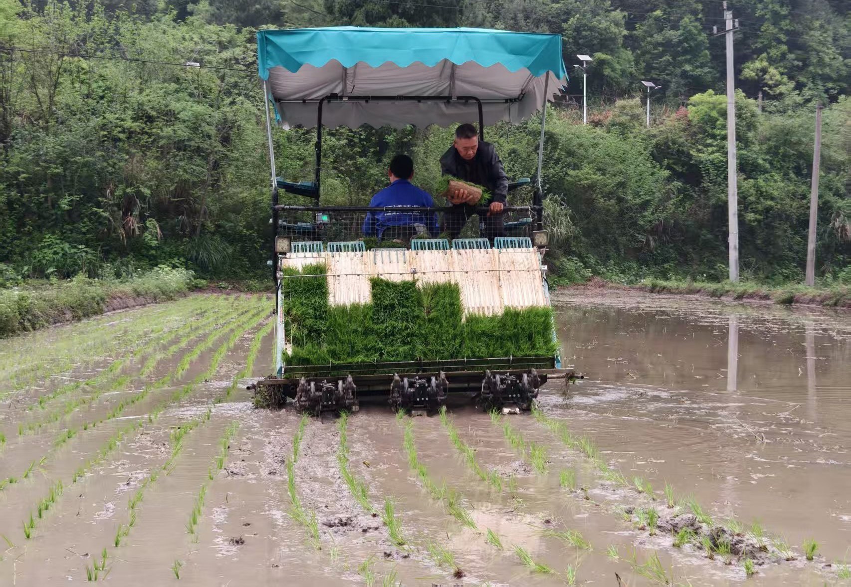 人少速度快，分宜洞村乡机械化插秧“闹”谷雨