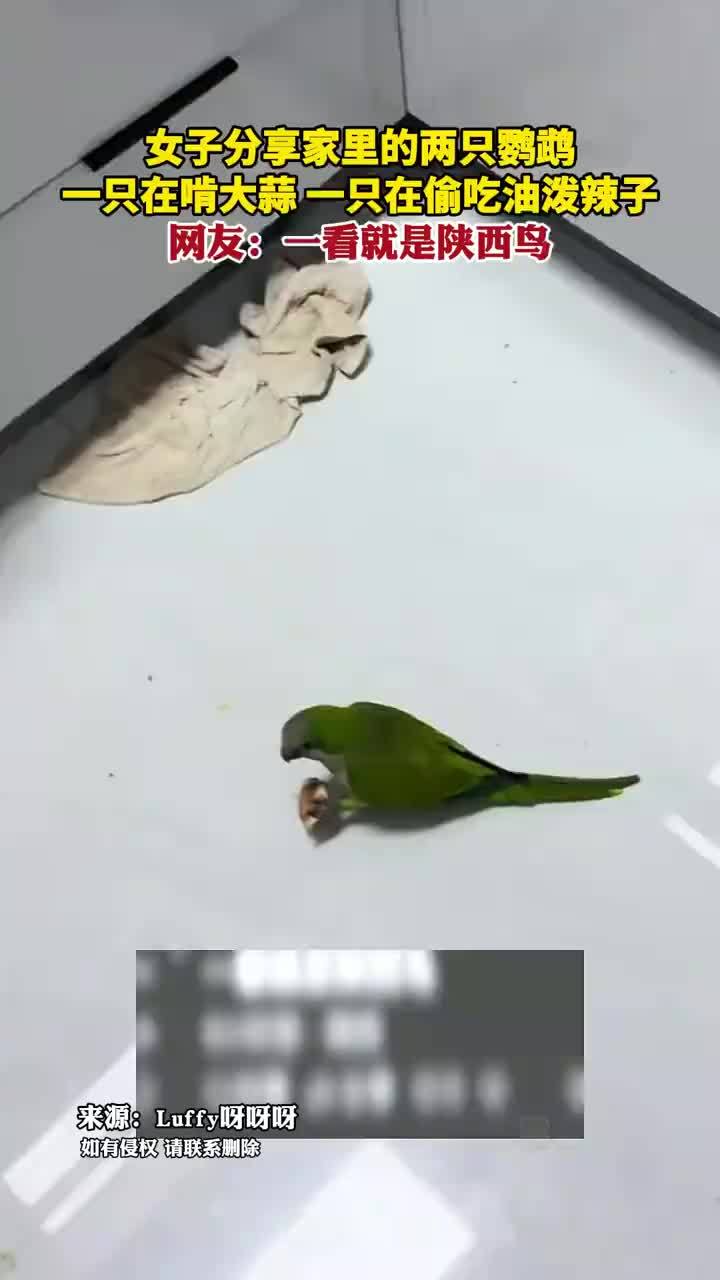 鹦鹉吃大蒜和油泼辣子，网友：陕西鸟