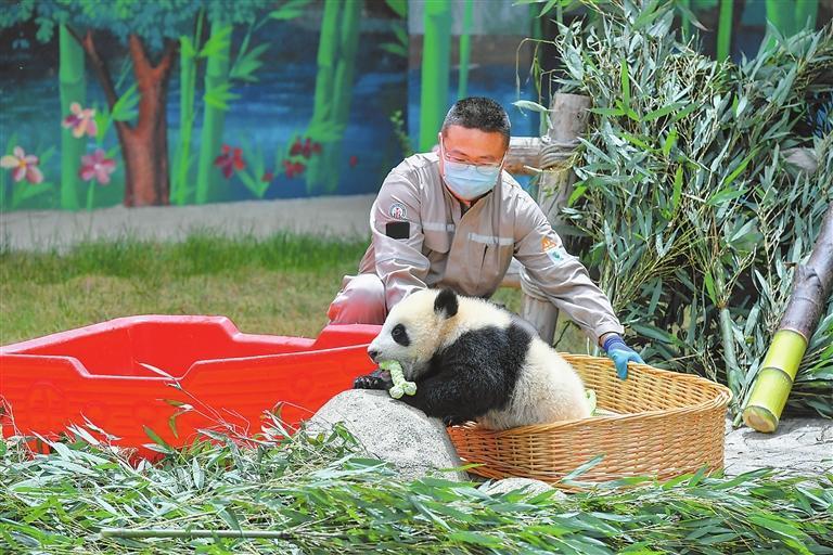 4月25日，甘肃本土诞生的首只人工圈养大熊猫幼仔“曼兰崽”在兰州野生动物园正式与公众见面。新甘肃&middot;甘肃日报记者　裴强