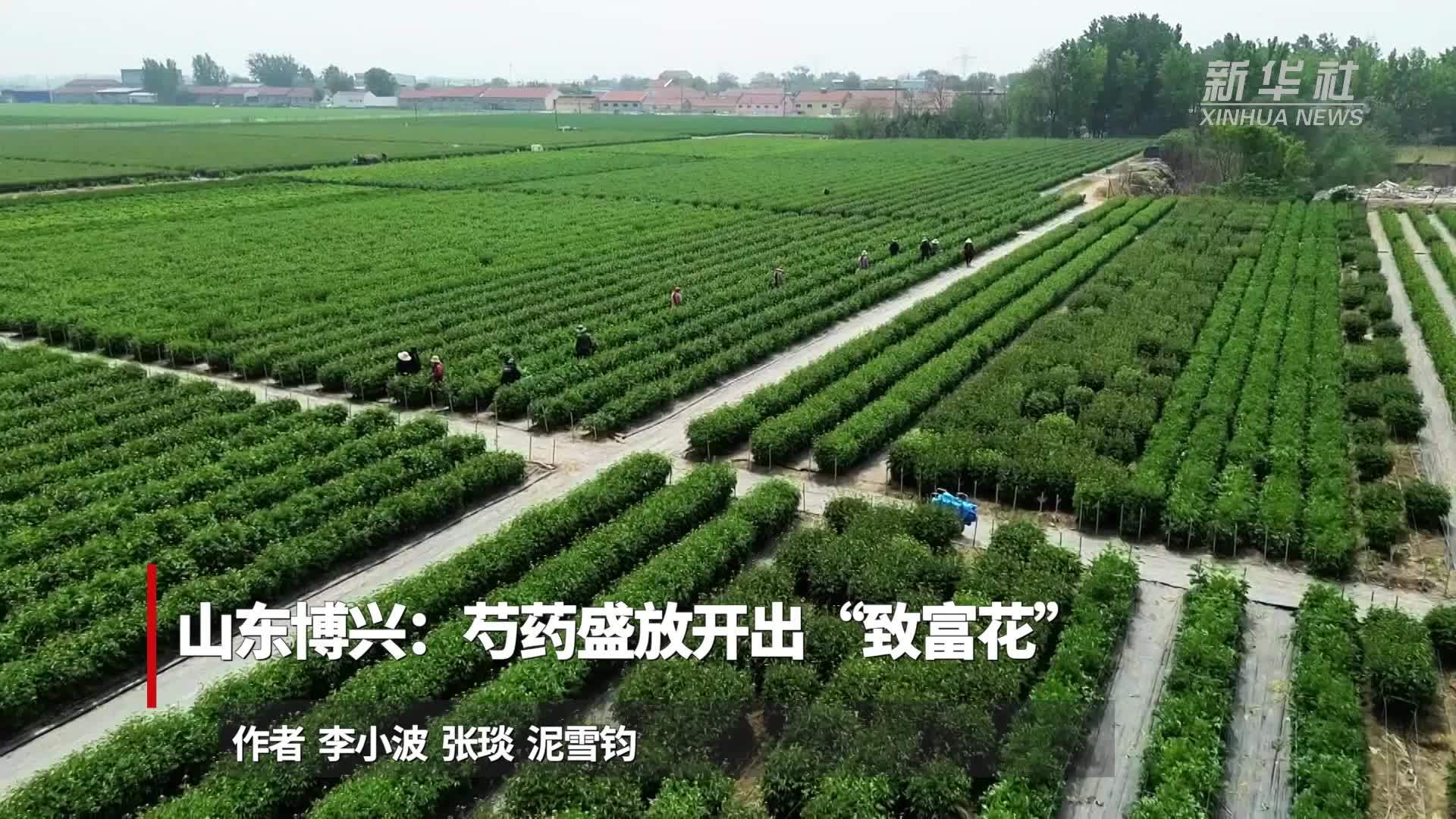 山东博兴：芍药盛放开出“致富花”