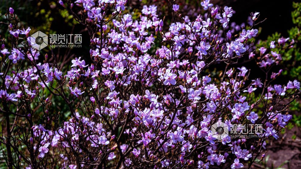 4月26日在江西省吉安市新干县七琴镇燥石景区拍摄的画面。