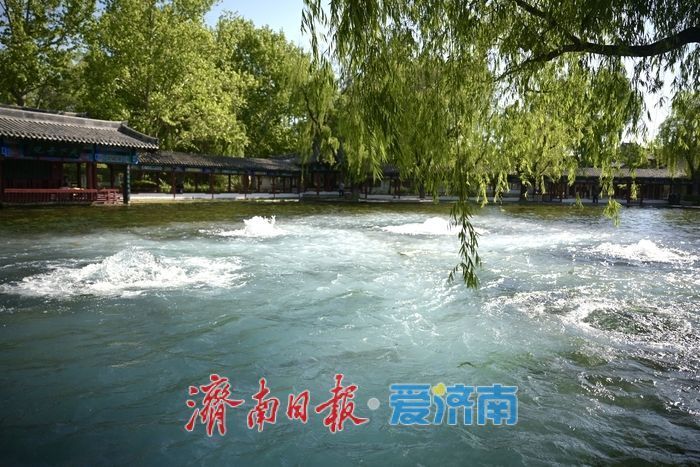 一年四季 泉在济南丨五泉齐涌如梅绽,清照故里韵悠长