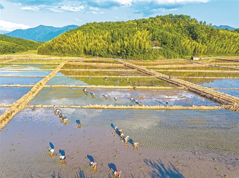 金溪县：中稻插秧（图）
