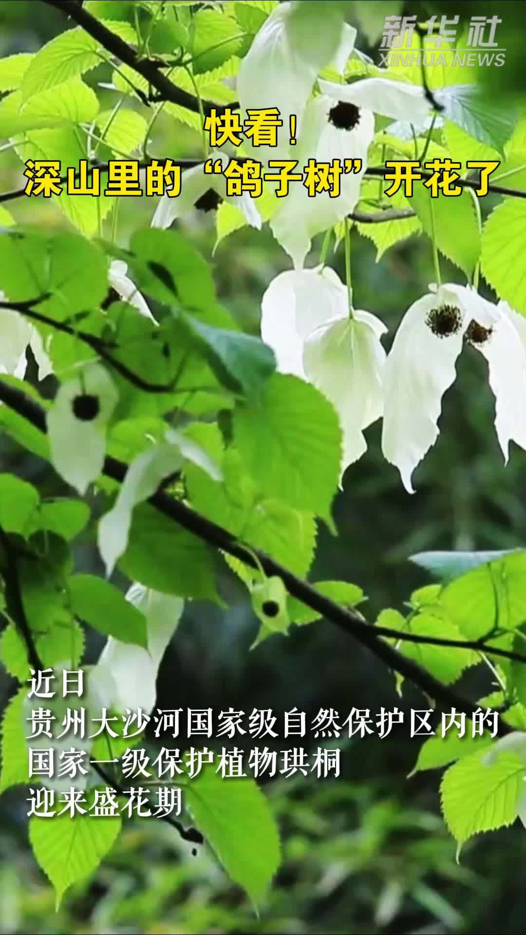 “鸽子花”开大沙河