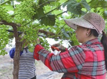 百香果管护忙、葡萄疏果精，吉安田间地头勤盼好“丰”光