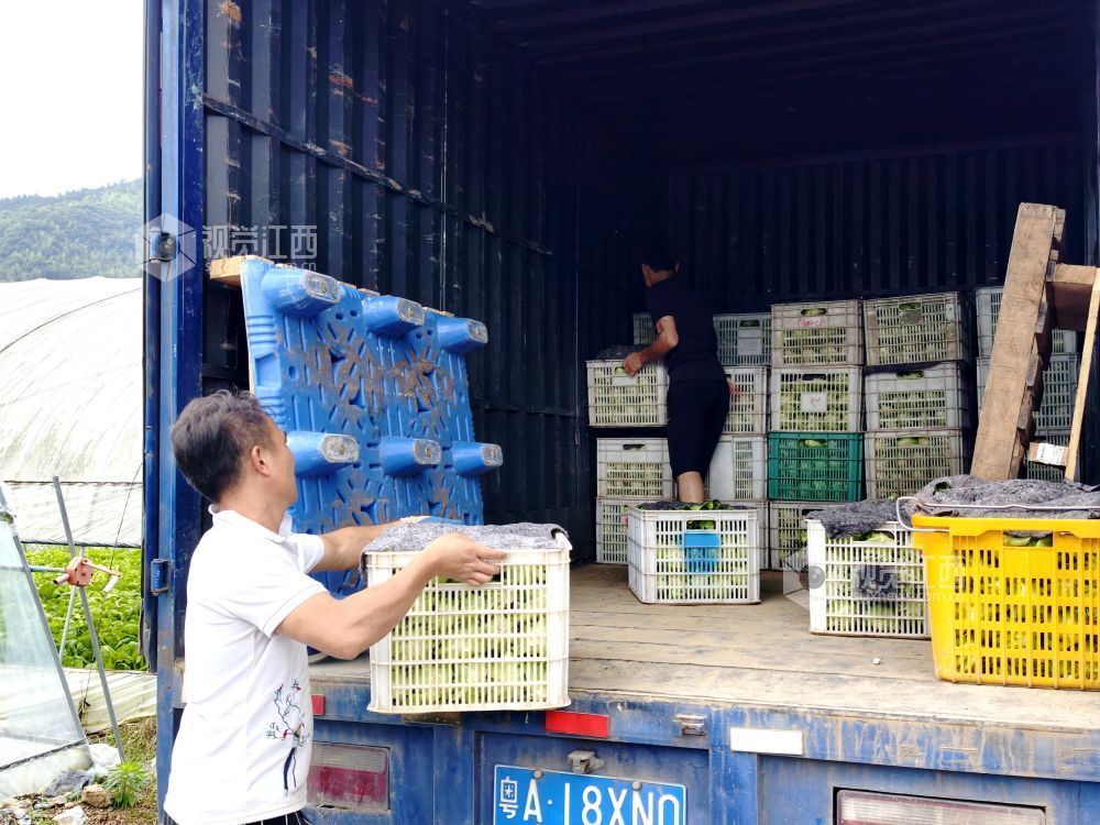 江西分宜：大棚蔬菜采收忙（图）