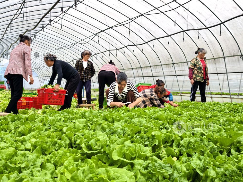 江西分宜：大棚蔬菜采收忙（图）